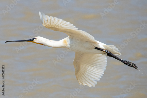 Eurasian spoonbill (Platalea leucorodia) is a common bird in aiguamolls emporda girona spain