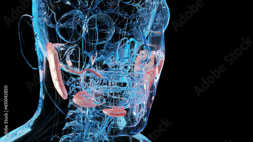 human salivary glands anatomy, human digestive mouth, sublingual , submandibular and parotid gland, Produce of saliva through a system of ducts, under and behind the jaw, 3d render photo
