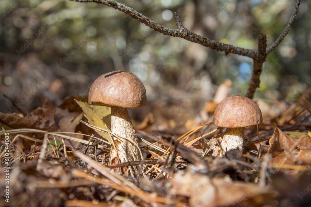 Two boletus mushrooms in the autumn forest. Two boletus mushrooms in the autumn forest.