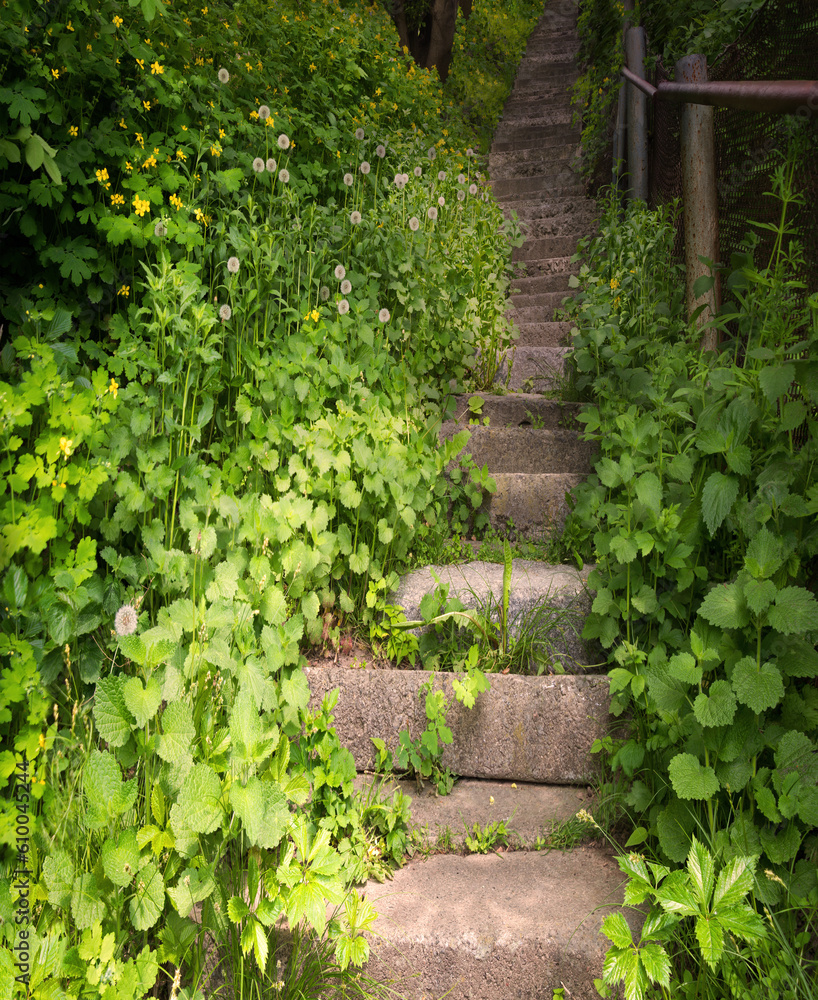 Old stairs in the forest