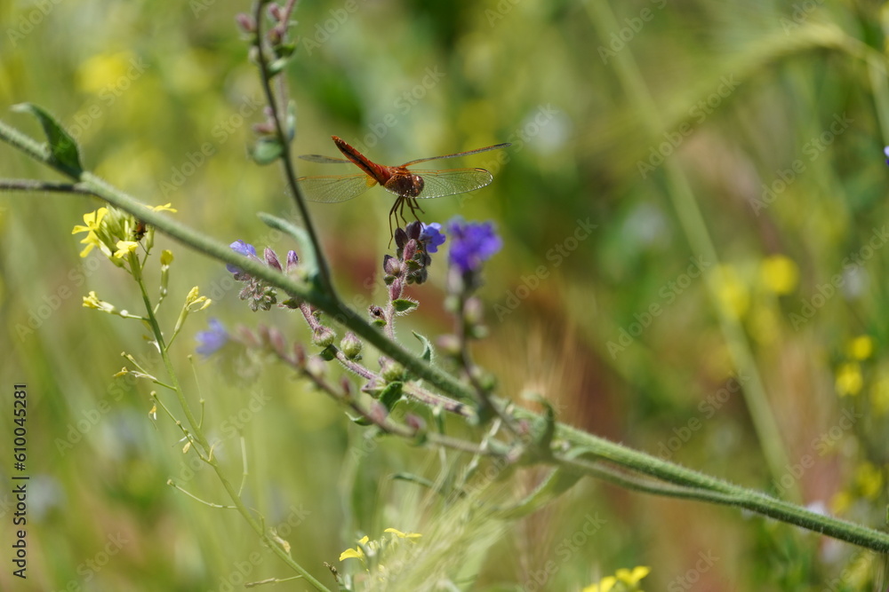 red dragonfly on a leaf red dragonfly on a leaf