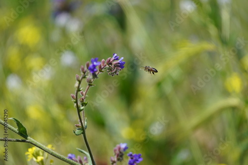 bee on a flower