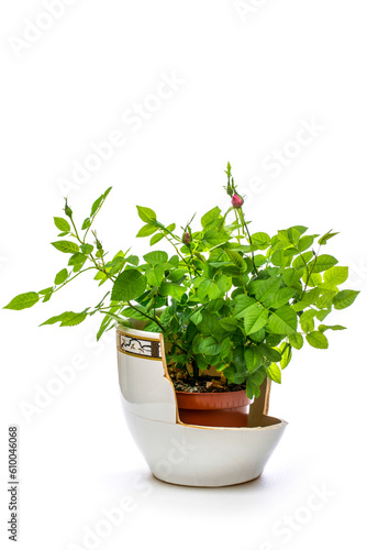 Fototapeta Naklejka Na Ścianę i Meble -  Indoor rose bush in a pot on a white background