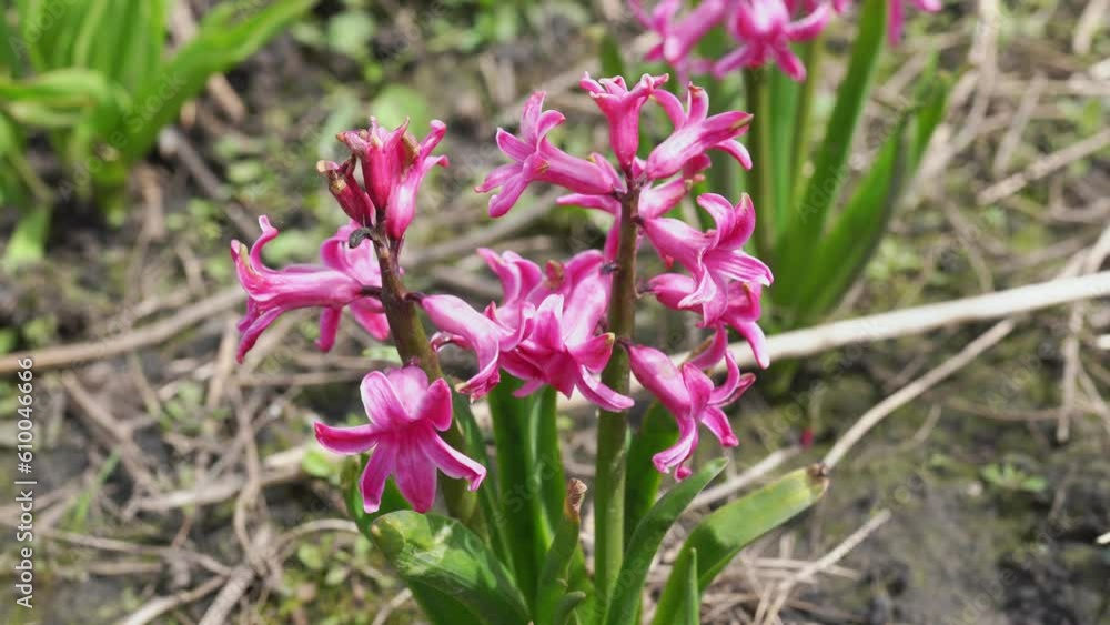 Lush blooming flower of pink purple hyacinthus orientalis in the ground nature outdoor - first spring flowers. Pink hyacinth blooms in the garden in spring. Spring floral video footage in 4k 25FPS Lush blooming flower of pink purple hyacinthus orientalis in the ground nature outdoor - first spring flowers. Pink hyacinth blooms in the garden in spring. Spring floral video footage in 4k 25FPS