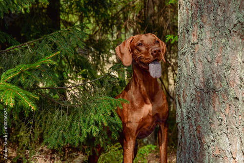 Red hunting vizsla dog in a coniferous forest