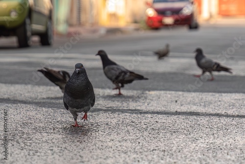 Pigeons walking on urban street