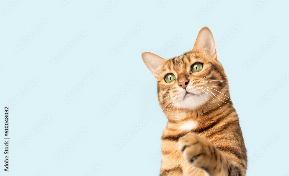Bengal cat on a white background with a paw raised up.