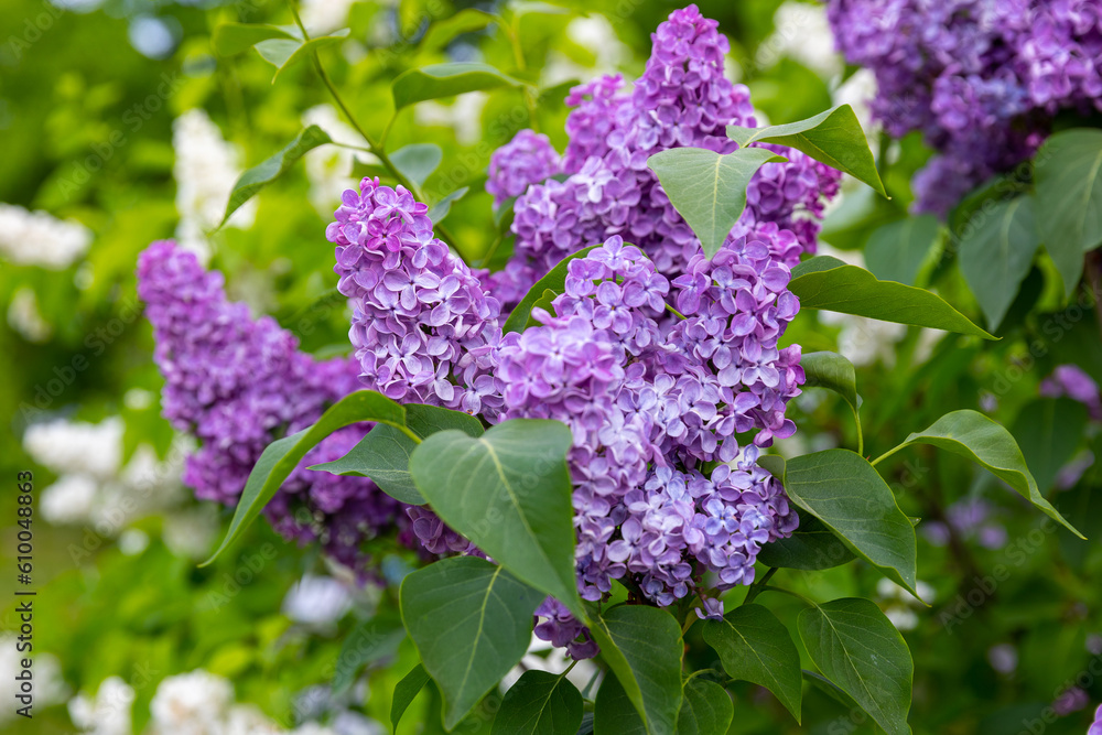 Beautiful purple lilac in full bloom. Very fragrant, hardy shrub. All