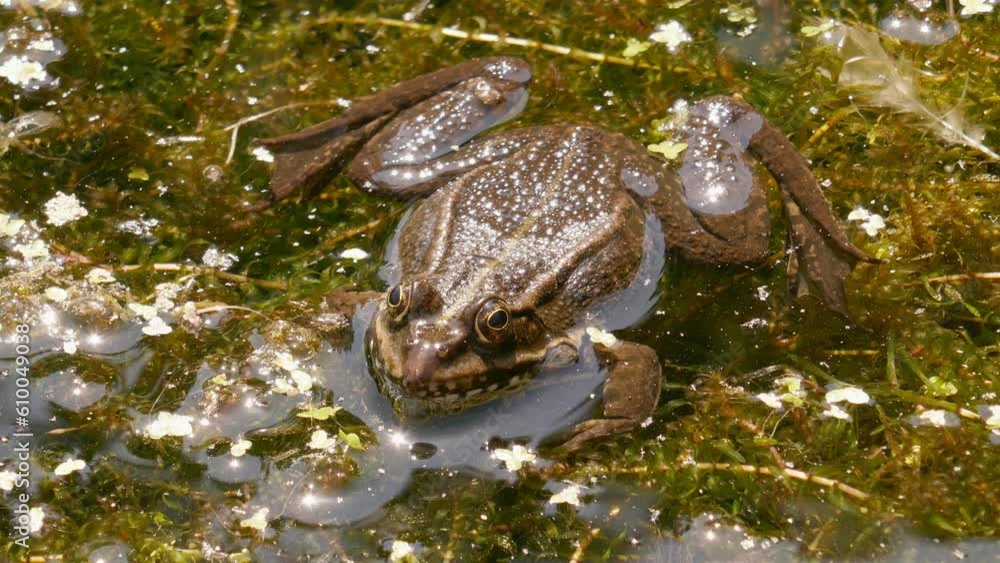 Frog sits in the pond on duckweed in wild water Frog sits in the pond on duckweed in wild water