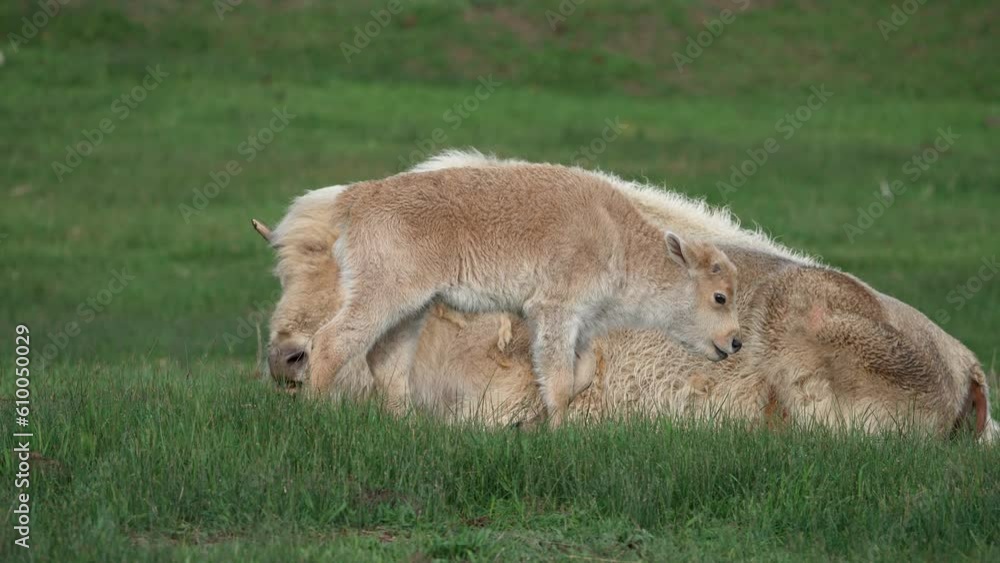 White bison and calf in grassy pasture in Wyoming as the baby yawns. White bison and calf in grassy pasture in Wyoming as the baby yawns.