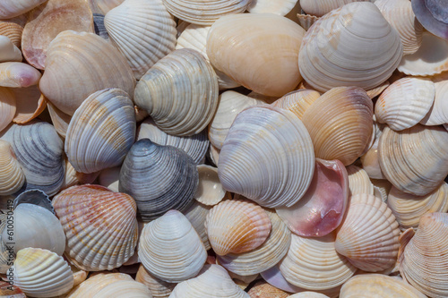 abstract natural background: colorful seashells on sea coast