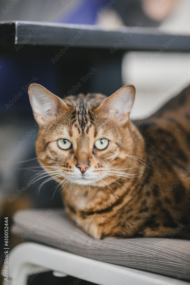 Bengal cat looking at the camera. Selective focus. Bengal cat looking at the camera. Selective focus.