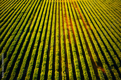 High angle shot of neatly aligned rows of crops stretching to the horizon
