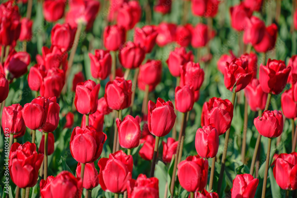 Floral background with red tulips.