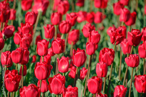 Floral background with red tulips.