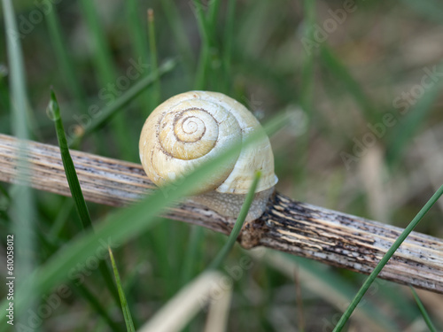 Helix pomatia, common names the Roman snail,