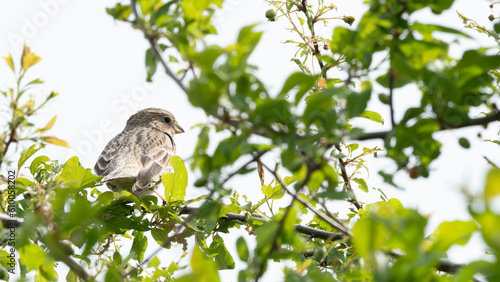 portrait corn bunting (Emberiza calandra)