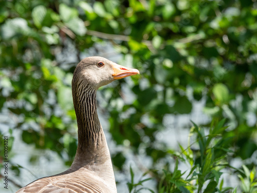 greylag goose or graylag goose (Anser anser)