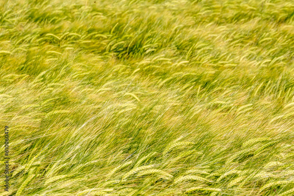 Blühendes Gerstenfeld im Sommer Blühendes Gerstenfeld im Sommer