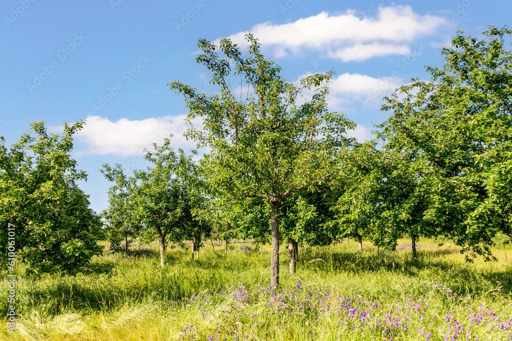 Apfelbäume auf einer Streuobstwiese an einem sonnigen Tag mit blauem Himmel