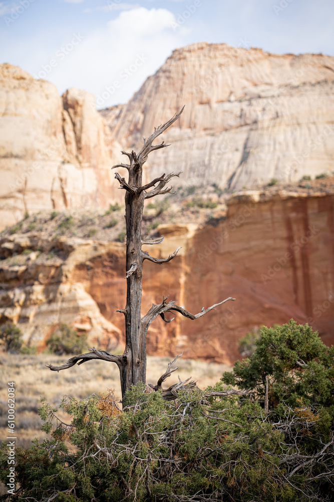 un arbre mort dans le Parc national de Capitol Reef un arbre mort dans le Parc national de Capitol Reef