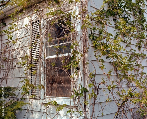 old house with ivy