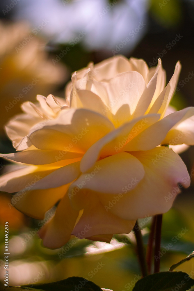 Fototapeta premium yellow rose flower