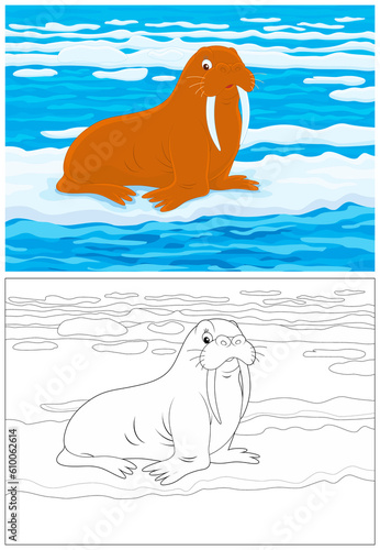 Big brown walrus on ice in ...