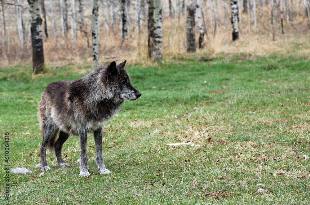 Fototapeta premium Wolfdog on the clearing - Canada