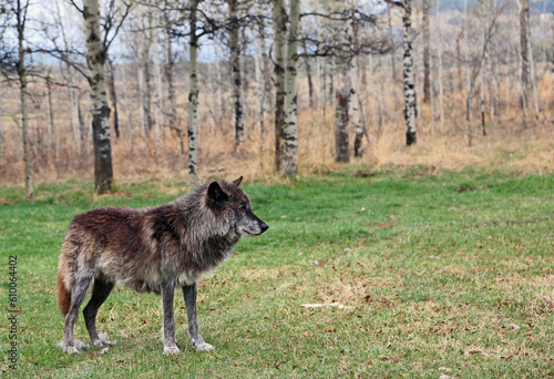 Black Wolfdog - Canada
