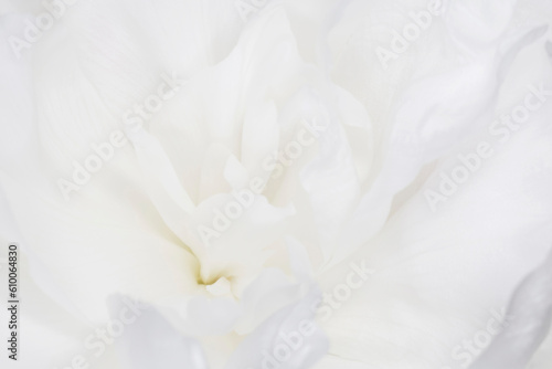 close up of beautiful white peony © romantiche