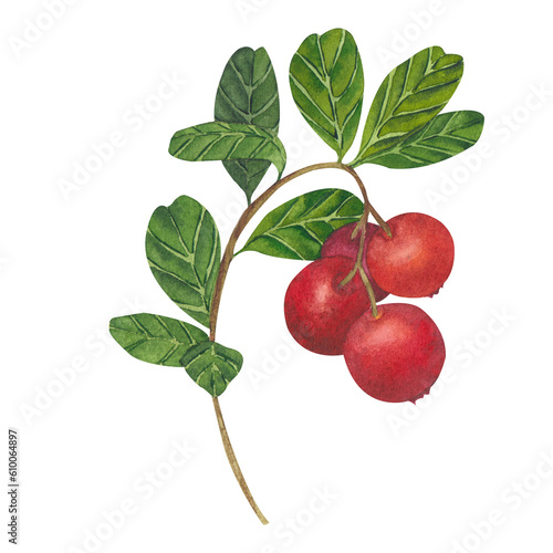Hand drawn Watercolor Red lingonberry. Set of Cranberry. Illustration of forest wild plants. Isolated objects on white background for packaging design, postcards, print.