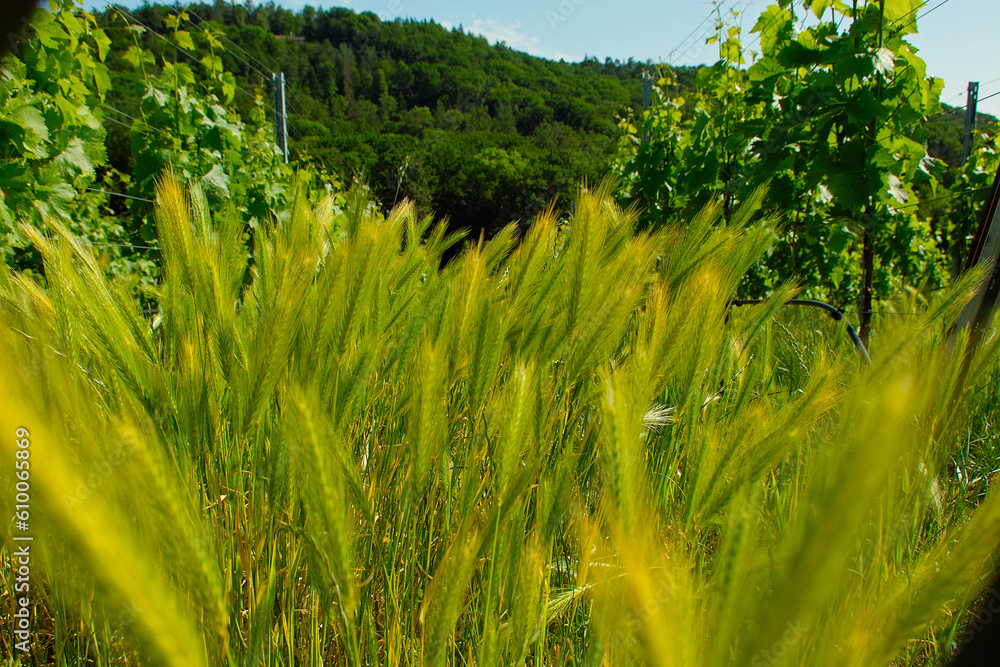 corn in a vineyard corn in a vineyard