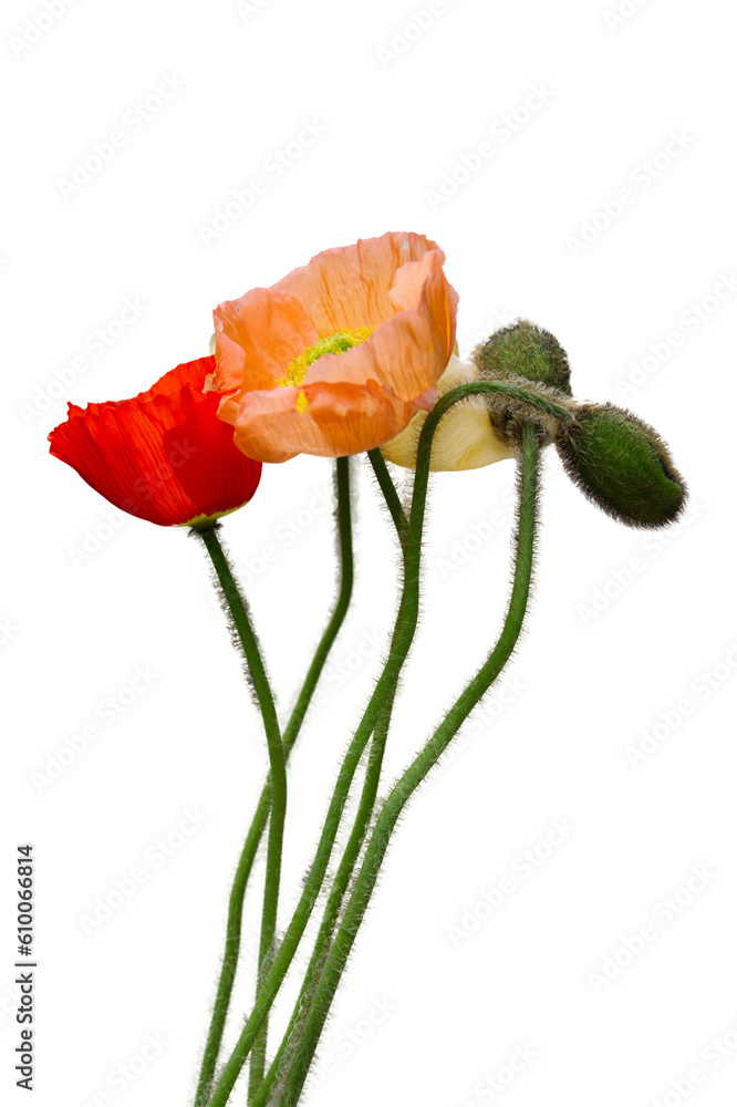 Poppy flowers in various colors Poppy flowers in various colors