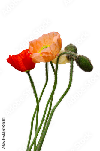 Poppy flowers in various colors