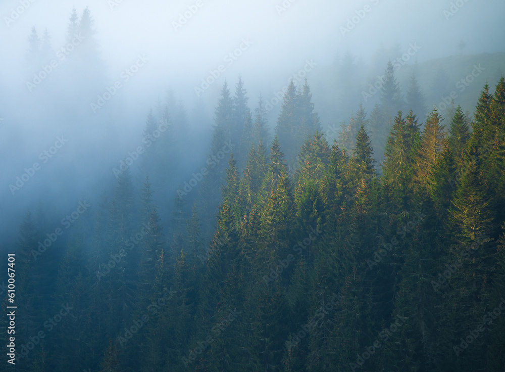 Forests of Apuseni Mountains