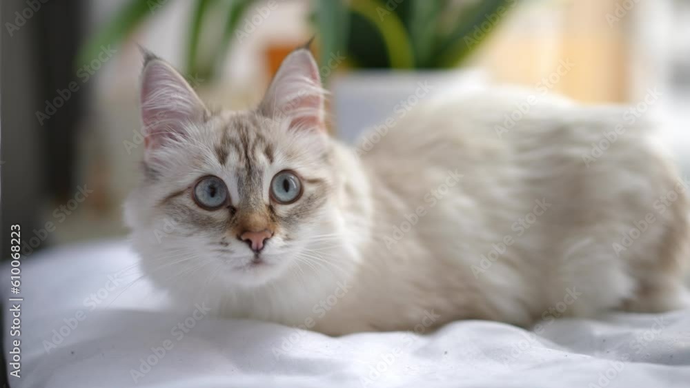 White beige cat lying on soft pillow looking at camera and turning away in slow motion. Portrait of adorable pet posing indoors at home White beige cat lying on soft pillow looking at camera and turning away in slow motion. Portrait of adorable pet posing indoors at home