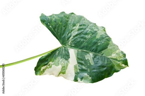 Alocasia macrorrhizos 'Variegata', Variegated Elephant Ear Plant photo