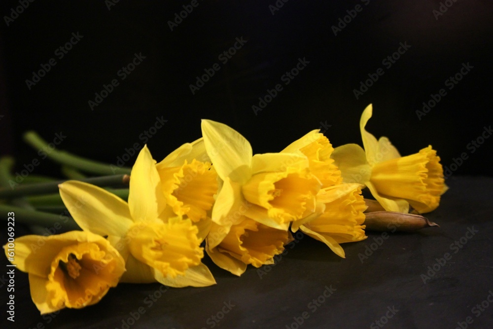 Obraz premium Bouquet of narcissus 
