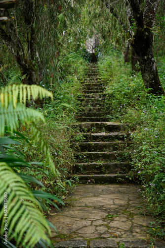 Vintage stone stairs inside the rainforest jungle
