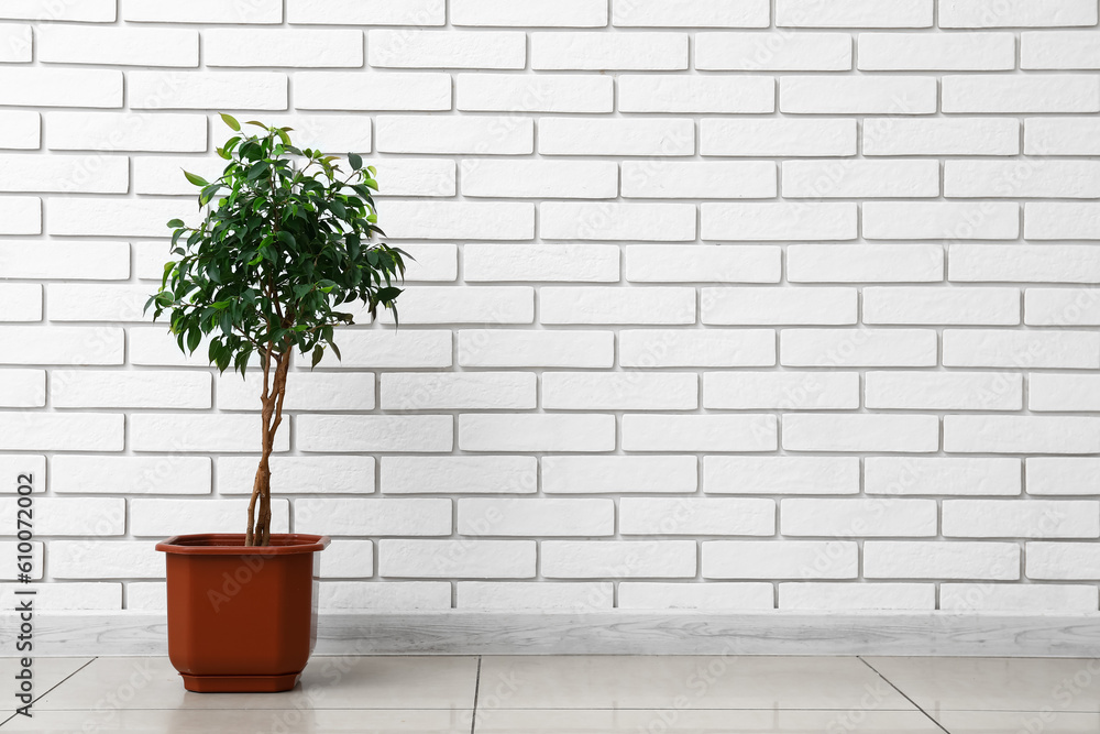 Ficus tree near white brick wall Ficus tree near white brick wall