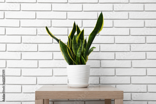 Snake plant on table near white brick wall