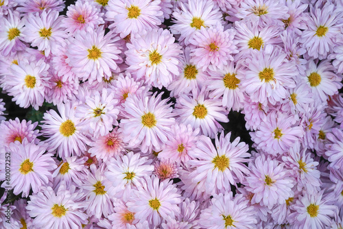 pink daisies flower background