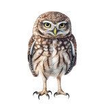 Little owl isolated on white created with Generative AI