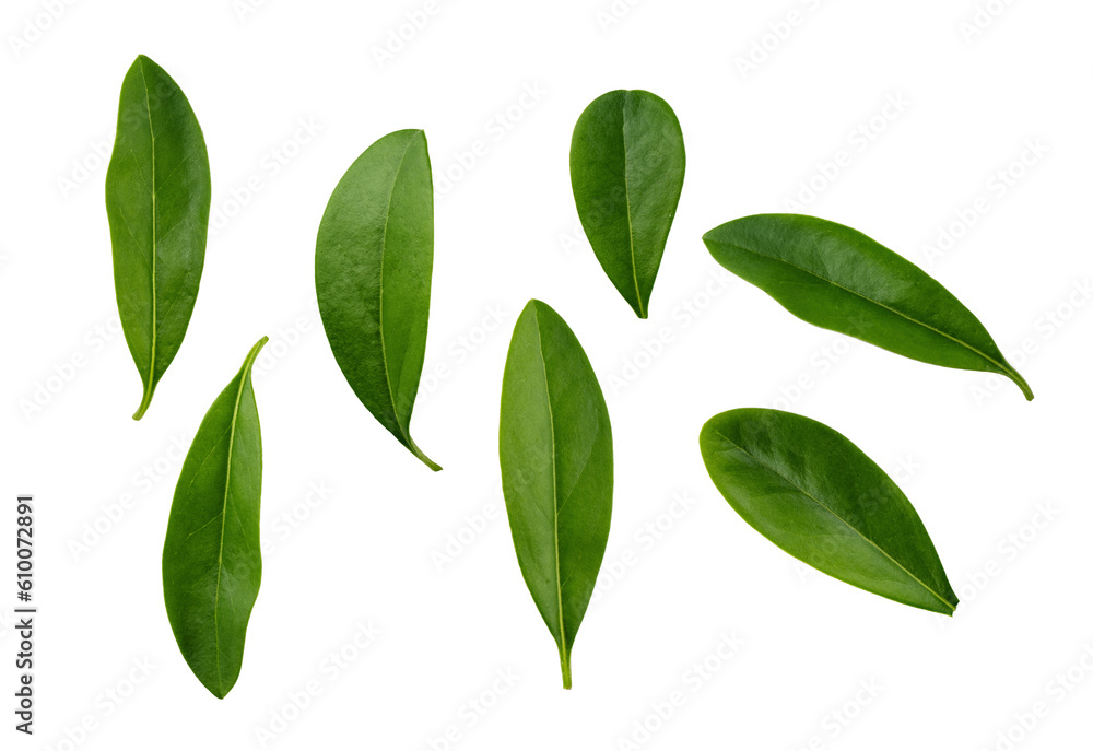 Fresh green leaves isolated on transparent background. Abstract leaf as an element for design.