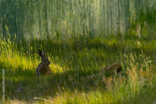 rabbit in the grass © Karol