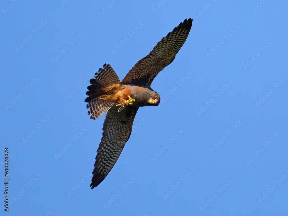 Fototapeta premium Red-footed falcon (Falco vespertinus)