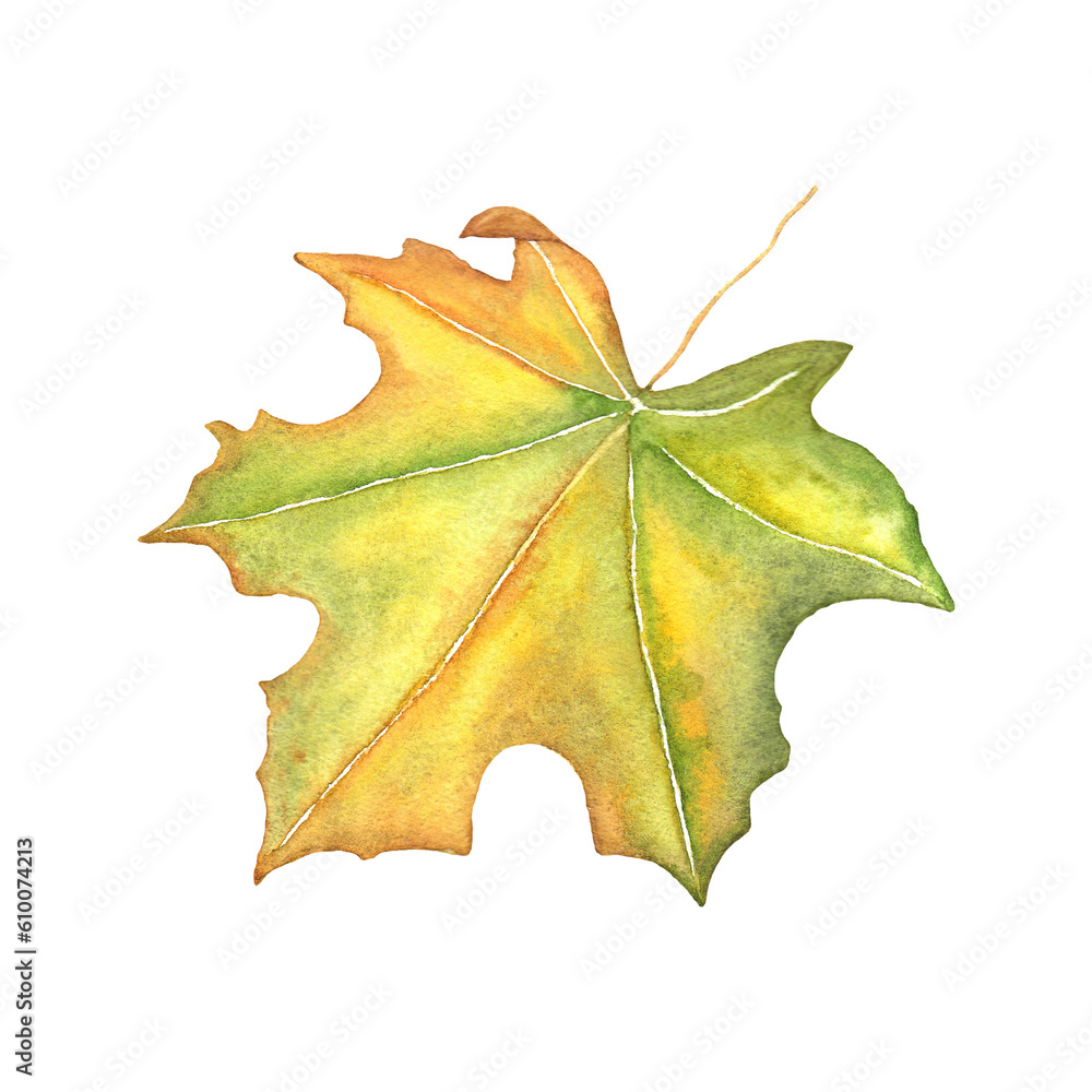 Fototapeta premium Fading autumn maple leaf.