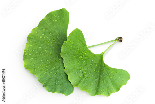 Green ginkgo biloba leaves with water drop isolated on white background. Top view. Flat lay photo