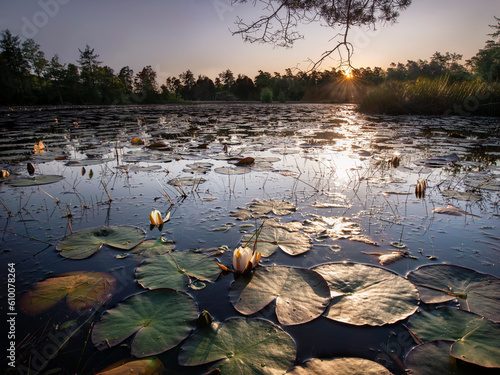 water lily at sunset on a pond in a forest